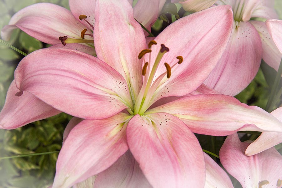 Pink Lily Close-up